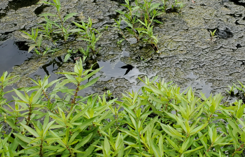 Attached picture Alligatorweed or Hygro.png